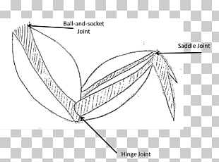 310x230 Free Download Buffalo Wing Muscle Fried Chicken Muscular System - Fried Chicken Sketch