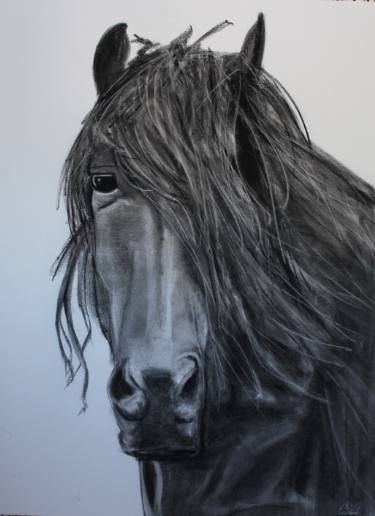 375x516 Friesian Drawing By Cory Ciona Saatchi Art - Friesian Sketch