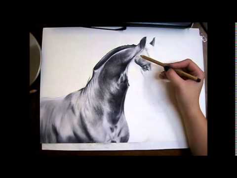 480x360 Friesian Horse Drawing - Friesian Sketch