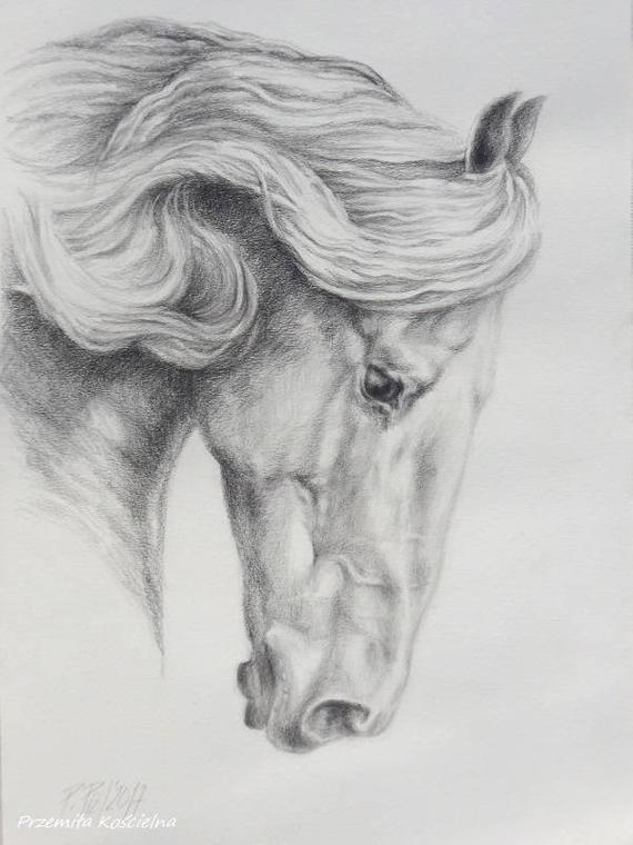 570x760 Friesian Horse Pencil Drawing On White Paper Hand Drawn Horse Etsy - Friesian Sketch
