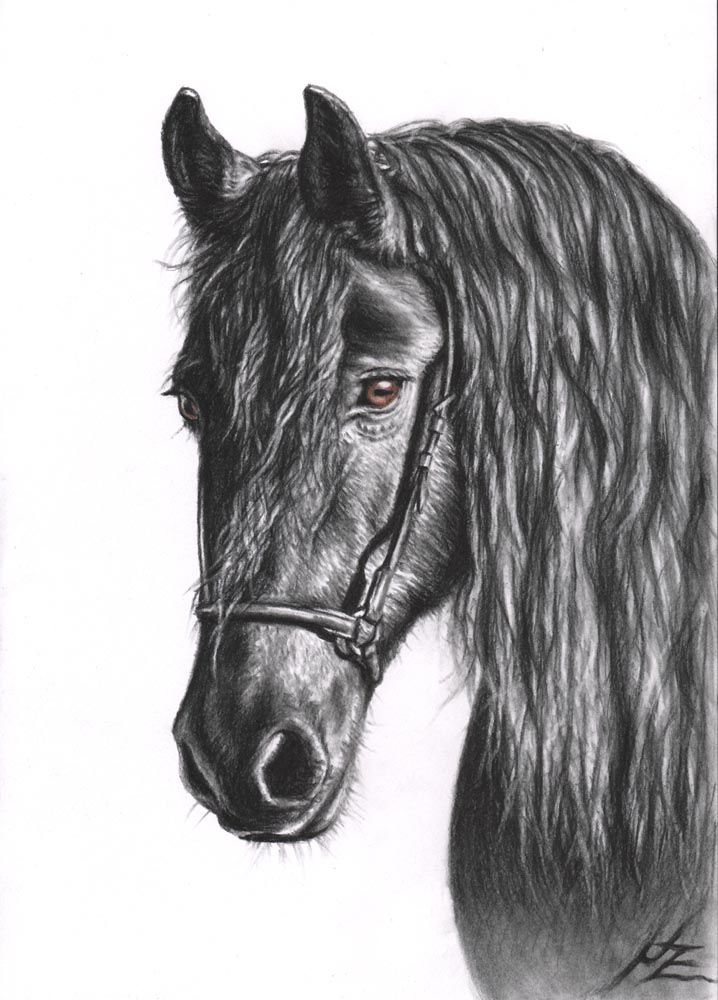 718x1000 Friesian Horse Portrait, Charcoal Drawing Artistic - Friesian Sketch