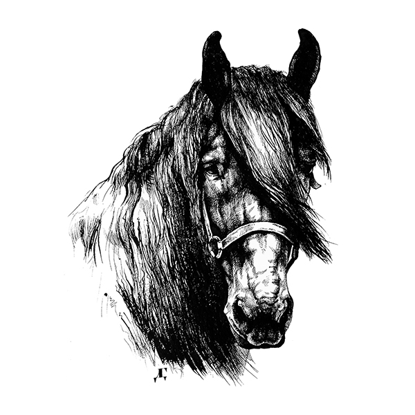 600x600 Friesian Horse Print Scarf - Friesian Sketch