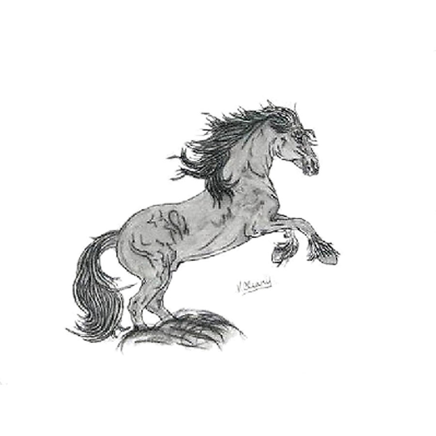 900x900 Friesian Rearing Drawing By Virginia Cleary - Friesian Sketch