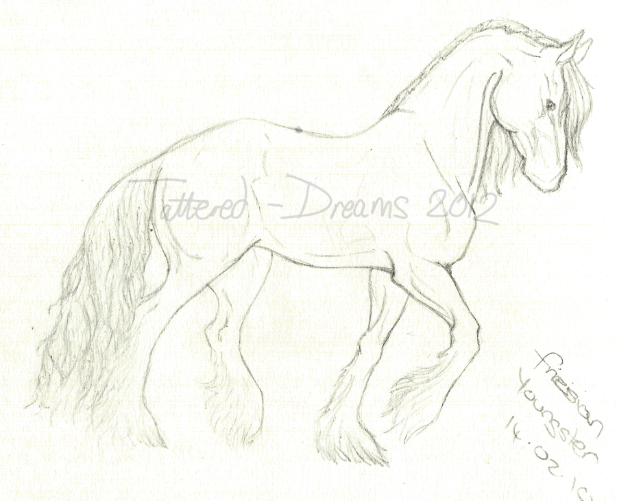 900x731 Friesian Youngster Sketch By Tattered Dreams - Friesian Sketch