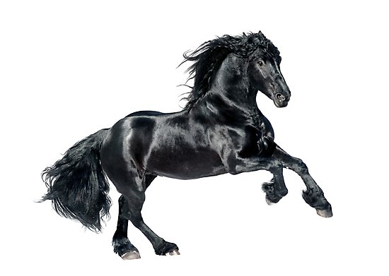 550x391 Black Friesian Horse On White Background Photographic Prints By - Friesian Sketch