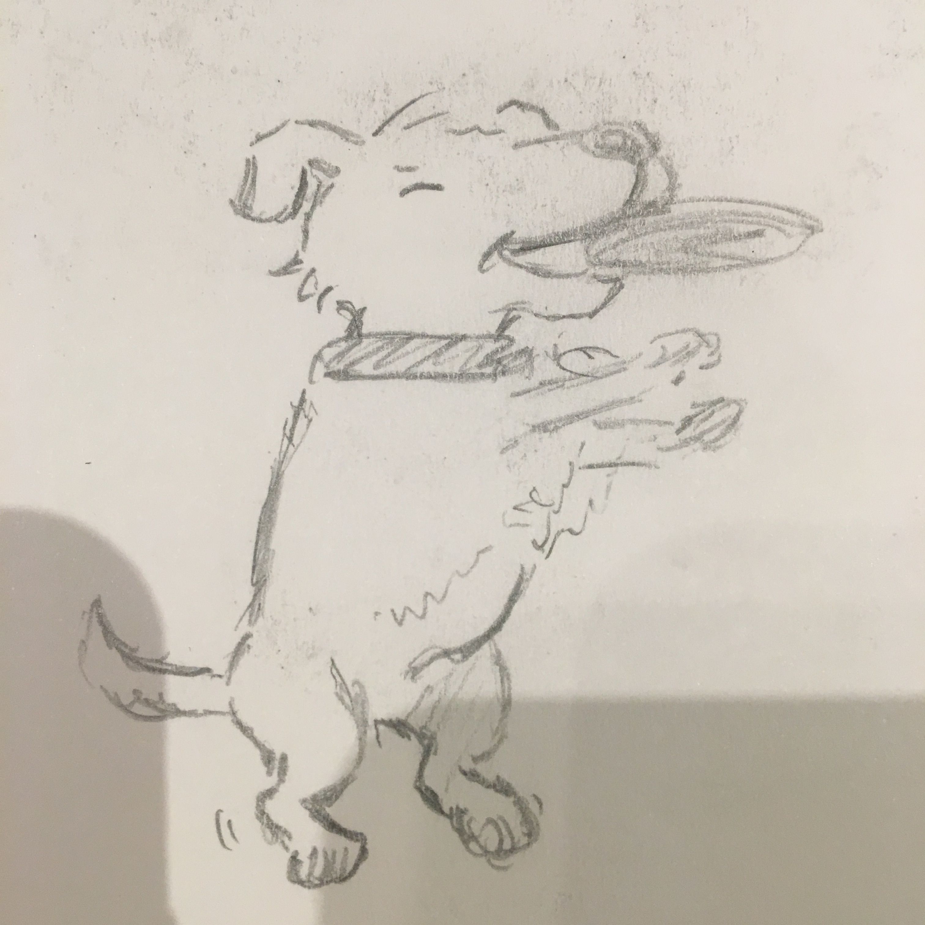 3024x3024 Dog Catching A Frisbee Drawing Pencil My Drawings - Frisbee Sketch