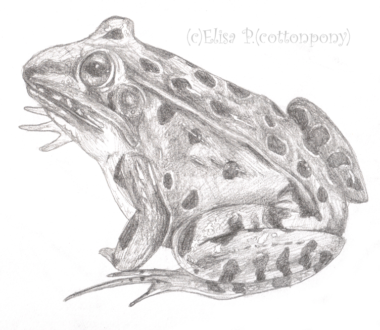 752x653 Frog Pencil Drawings - Frog Pencil Sketch