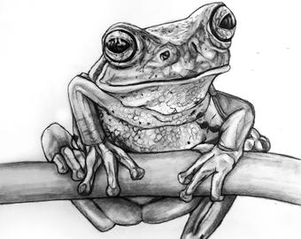 340x270 Frog Pencil Drawing Etsy - Frog Pencil Sketch