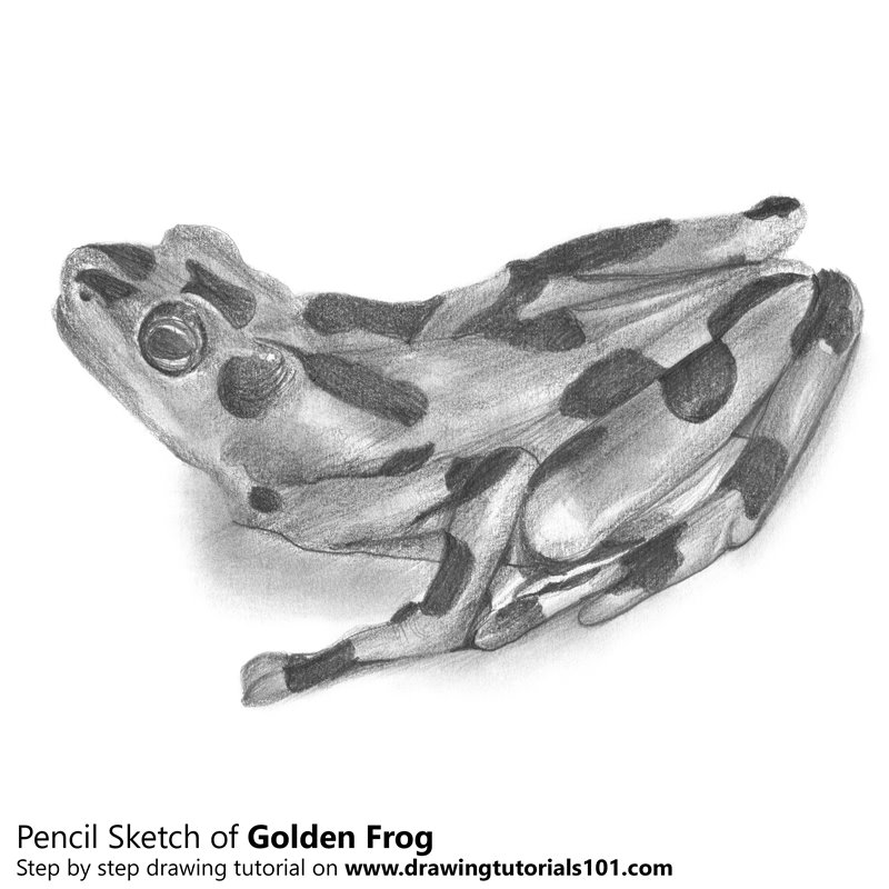 800x800 Golden Frog Pencil Drawing - Frog Pencil Sketch