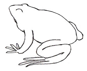 300x247 How To Draw A Frog - Frog Pencil Sketch