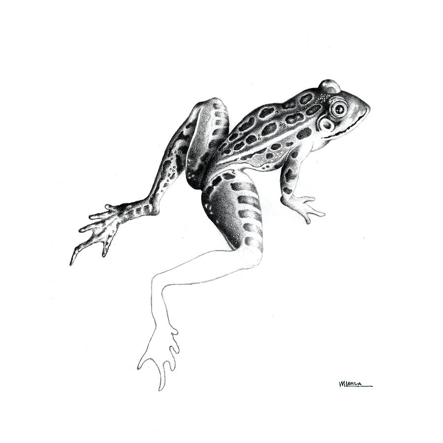 900x900 Leopard Frog Drawing By Michael Landa - Frog Pencil Sketch