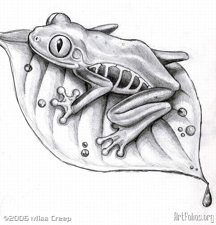 740x768 Red Eyed Tree Frog Sketch Of A Froggie I Did. Frogs - Frog Pencil Sketch