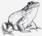 178x150 Sketches Amp Pencil Drawings Landscapes Sketches Portraits Wildlife - Frog Pencil Sketch