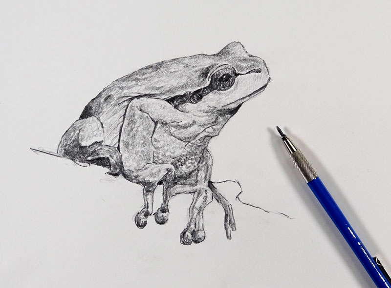 800x591 Sketching A Frog 30 Minute Drawing Exercise - Frog Pencil Sketch