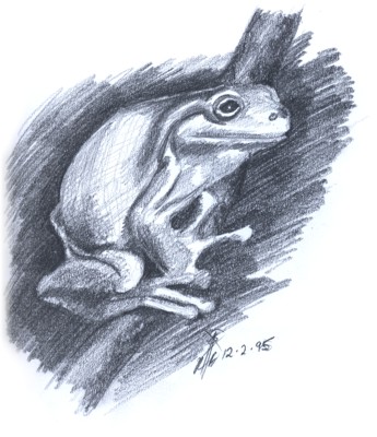 345x400 Sunday Sketches Blue Poison Dart Frog Gumnut Inspired - Frog Pencil Sketch