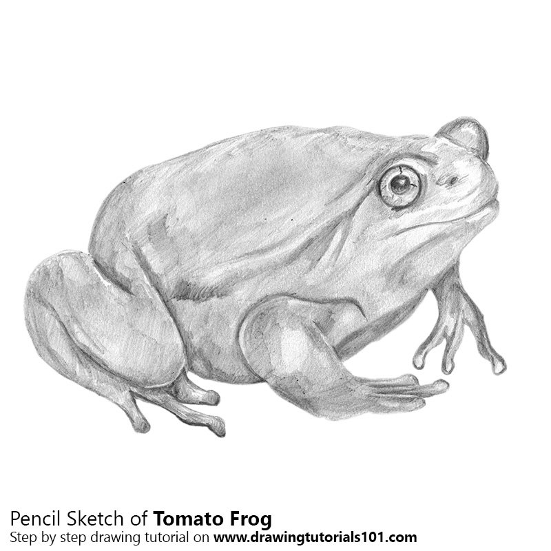 800x800 Tomato Frog Pencil Drawing - Frog Pencil Sketch