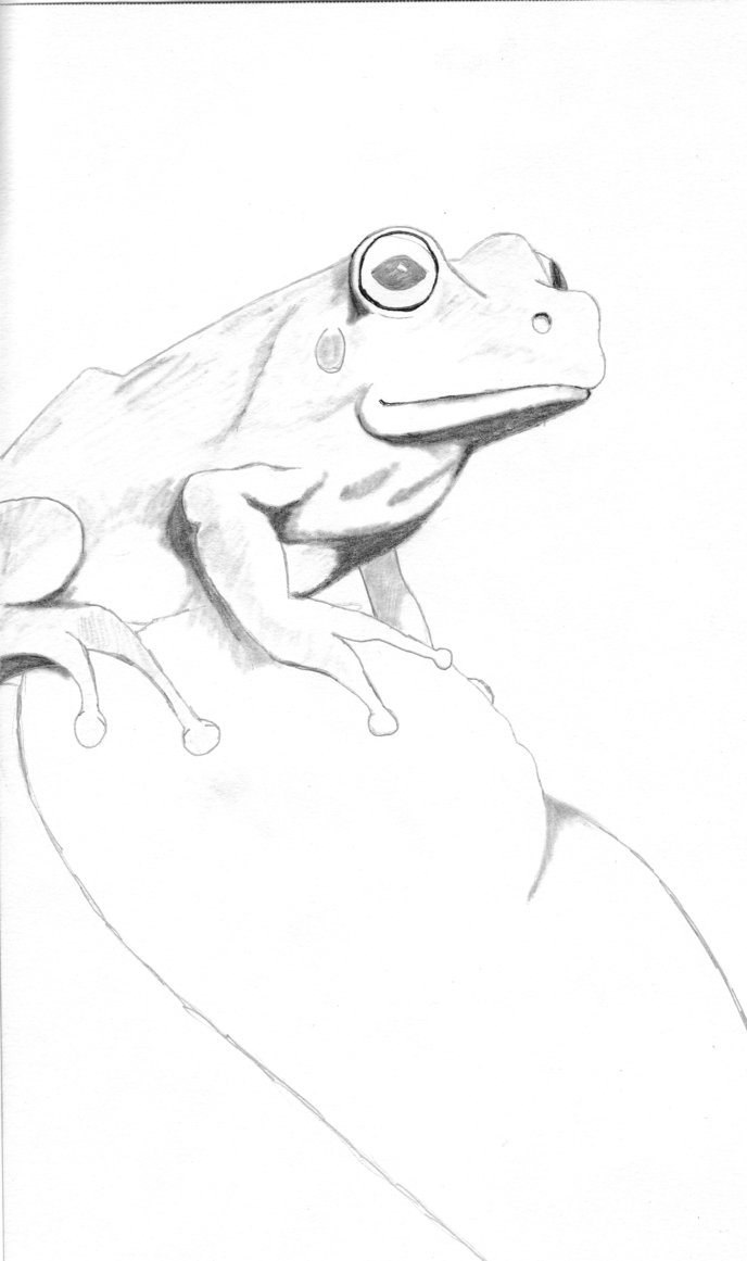 Frog Pencil Sketch At Explore Collection Of Frog