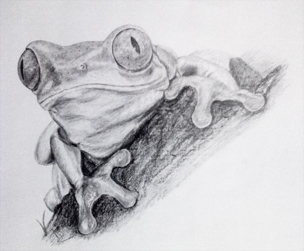 600x496 Frog Pencil Drawing By On @ - Frog Pencil Sketch