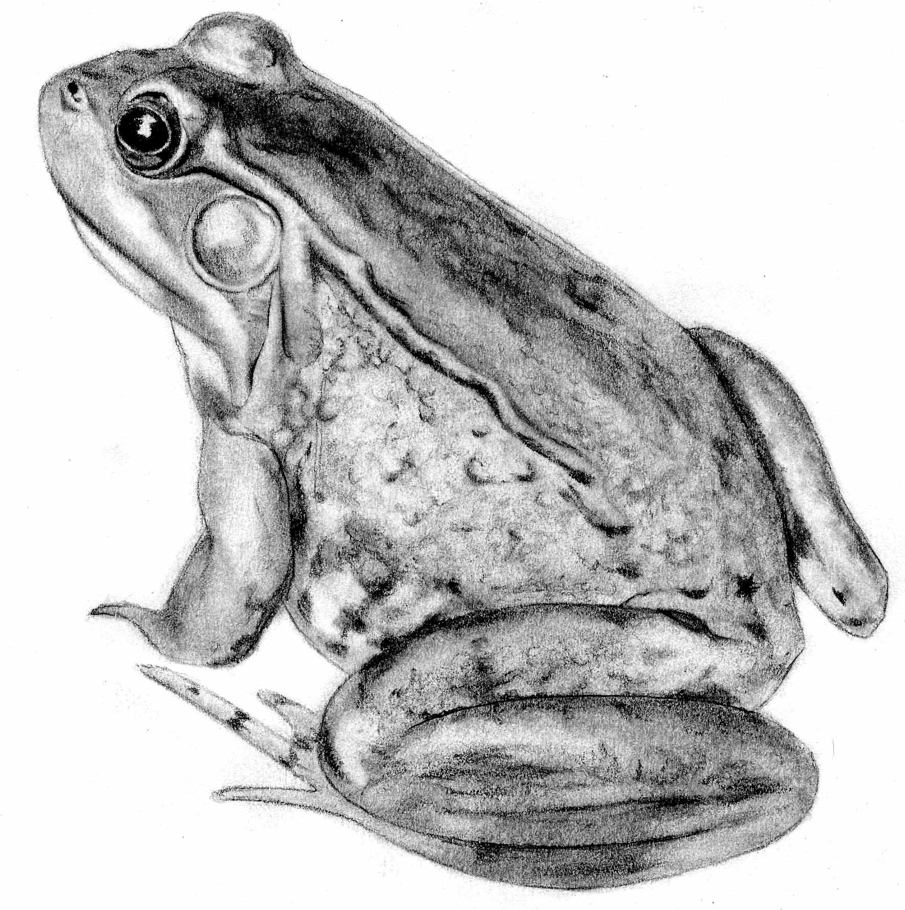 1768x1776 Frog Pencil Illustration - Frog Pencil Sketch