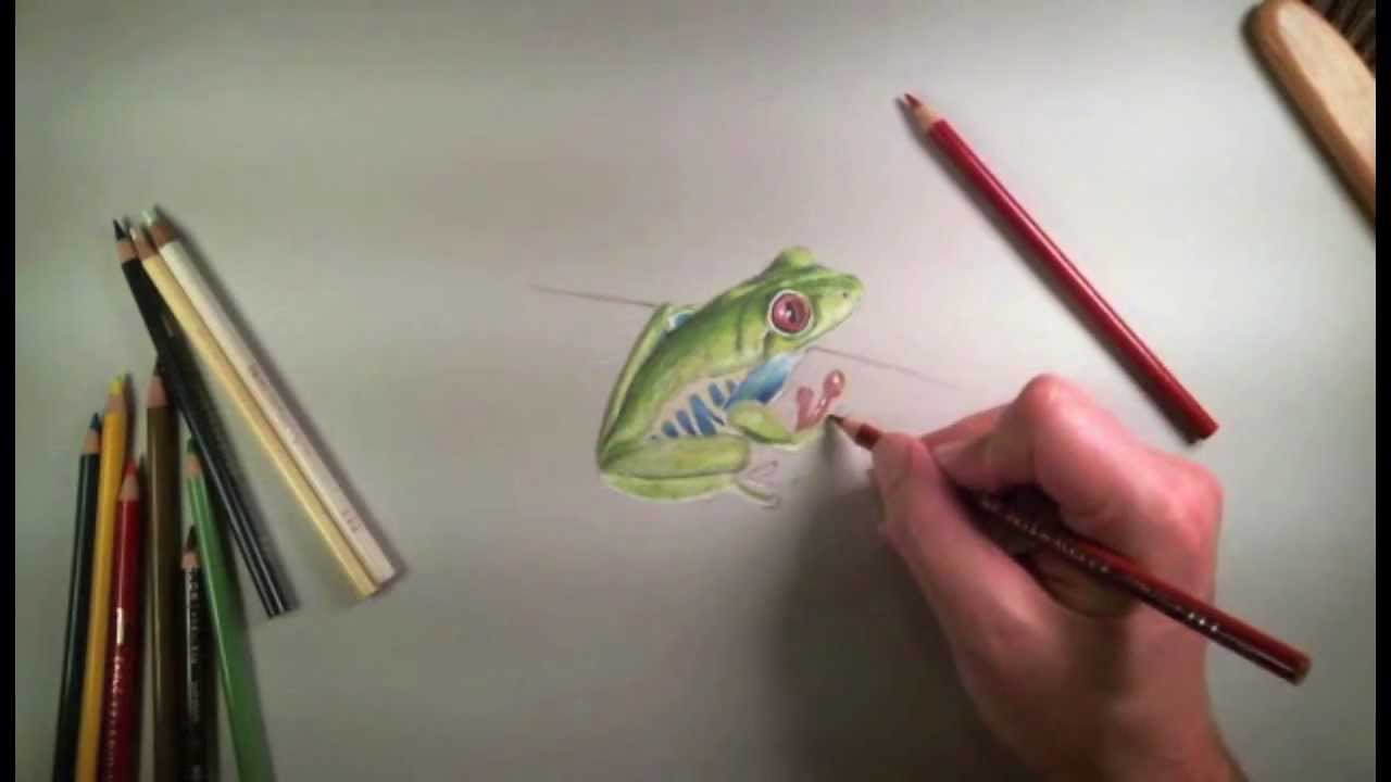 1280x720 Colored Pencil Drawing Of A Frog - Frog Pencil Sketch