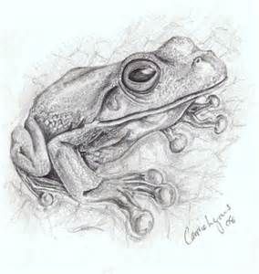 284x300 Cute Frog Pencil Drawings - Frog Pencil Sketch