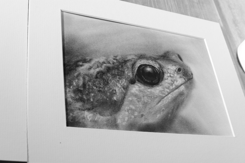 800x533 Frog Carbon Pencil Sketch - Frog Pencil Sketch