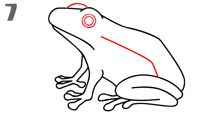 642x369 How To Draw A Frog - Frog Sketch