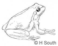 250x198 How To Draw Frogs Drawing Tutorials Amp Drawing Amp How To Draw - Frog Sketch