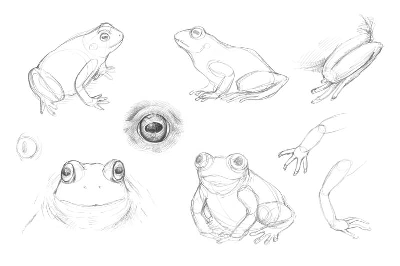 800x532 How To Draw A Frog With Graphitint Pencils - Frog Sketch