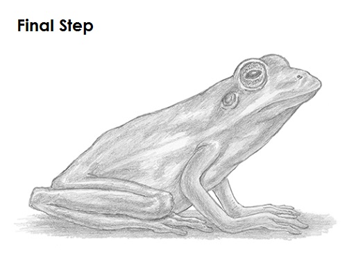 500x386 How To Draw A Frog - Frog Sketch