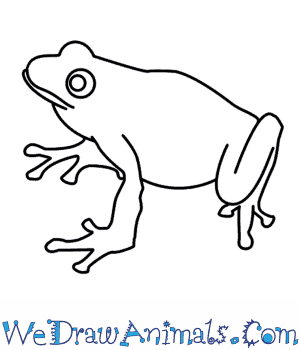 300x350 How To Draw A Frog - Frog Sketch Easy