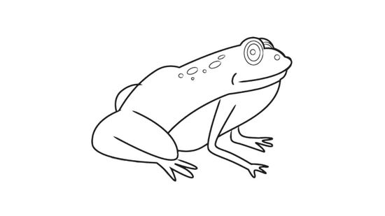 550x309 3 Ways To Draw A Frog Step By Step - Frog Sketch Images