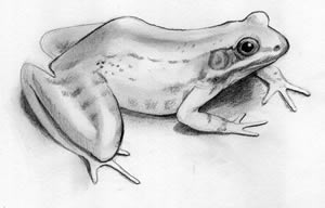 300x192 Frog Sketch, Pencil - Frog Sketch Images
