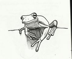 236x195 332 Best Sketches Of Frogs Images Frogs, Animal - Frog Sketch Images