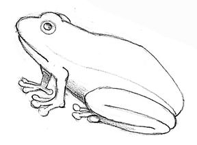 288x212 How To Draw A Frog Follow Along Here In Simple Steps - Frog Sketch Images