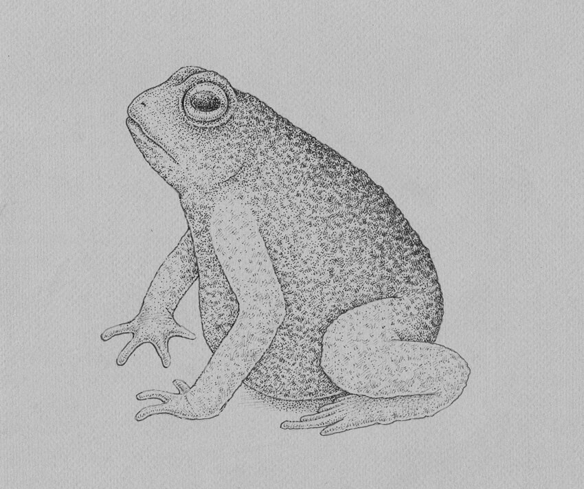 850x712 How To Draw A Frog Step By Step - Frog Sketch Images