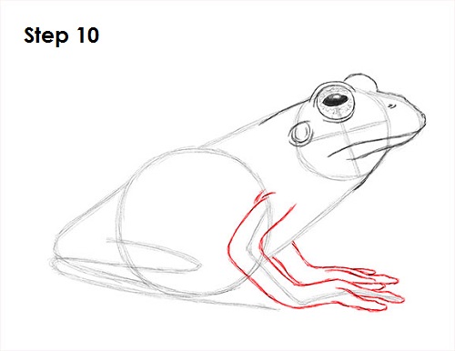 500x386 How To Draw A Frog - Frog Sketch Images