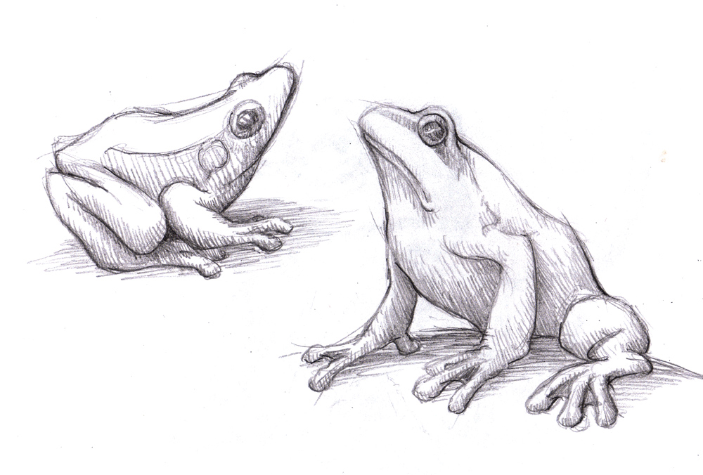 1000x676 Magellin . Blog Frog Sketches - Frog Sketch Images