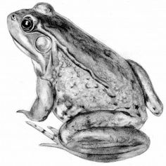 236x237 71 Best Frog Illustrations Images Frog Illustration - Frog Sketch Images