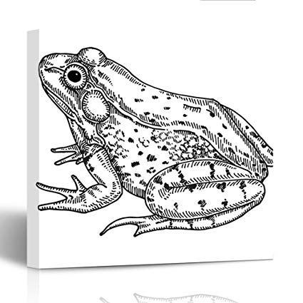 425x425 Emvency Painting Canvas Print Wooden Frame Toad Frog - Frog Sketch Images