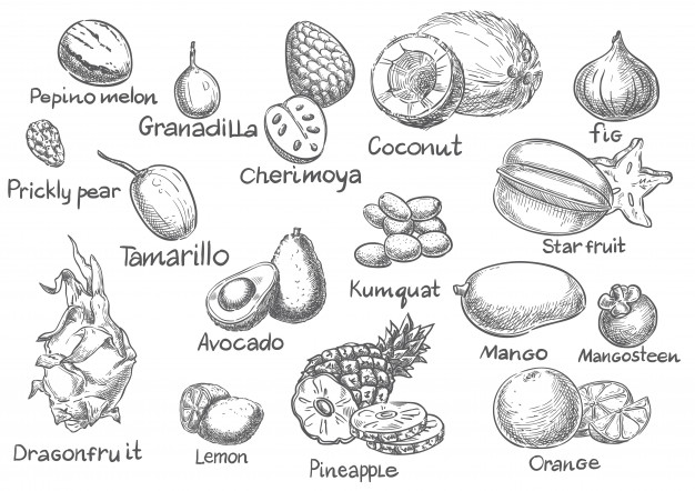 626x442 Exotic Fruit Sketch Vector Set Vector Premium Download - Fruit Sketch