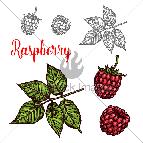500x500 Raspberry Fruit Sketch Of Red Berry And Green Leaf Gl Stock Images - Fruit Sketch