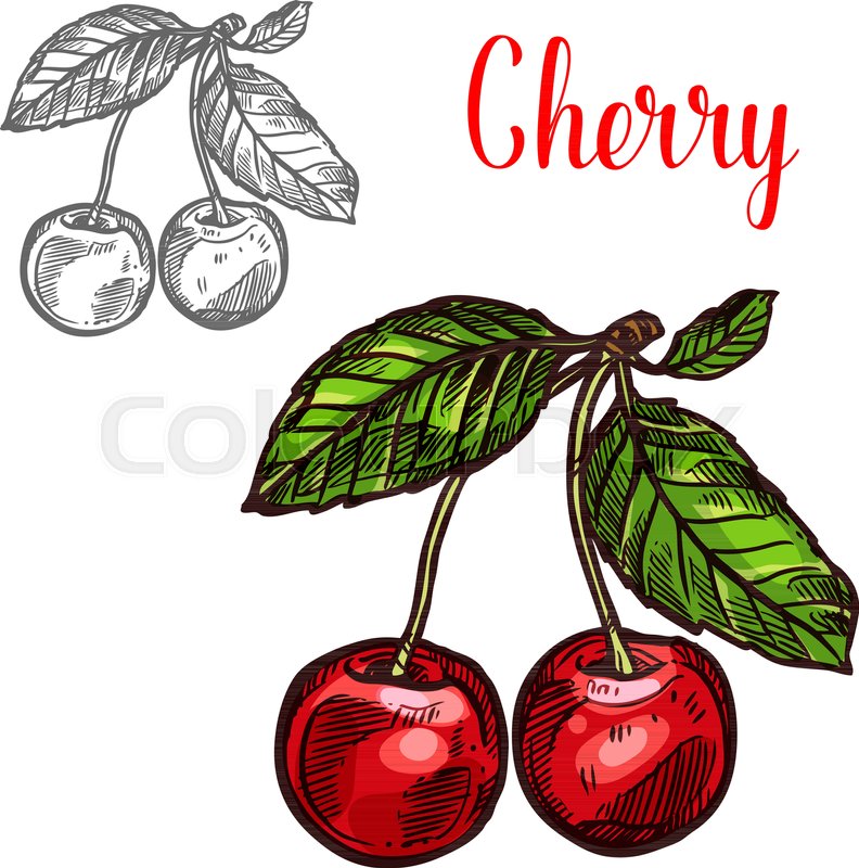 792x800 Cherry Fruit Sketch Icon. Vector Isolated Symbol Of Fresh Farm - Fruit Sketch