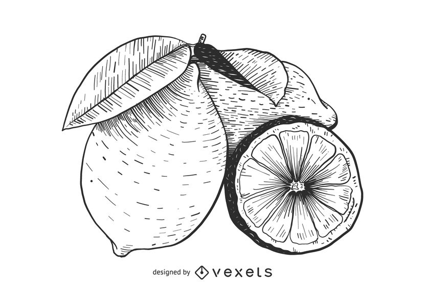 831x570 Lemon Fruit Sketch - Fruit Sketch Drawing