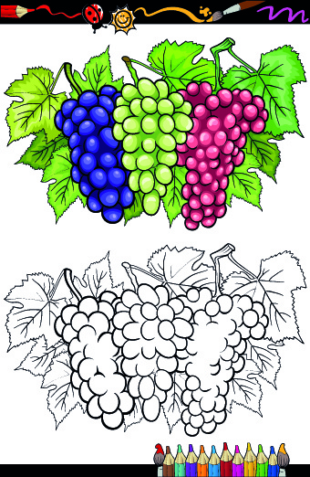 340x522 Color With Sketch Fruit And Vegetables Vector Free Vector In - Fruits And Vegetables Sketch