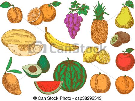 450x337 Freshly Harvested Ripe Fruits Sketch Icons. Sweet Aroma Mango - Fruits Sketch Images