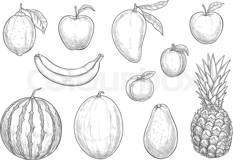 800x550 Fruits Sketch Isolated Icons Set. Vector Exotic Pineapple And - Fruits Sketch Images