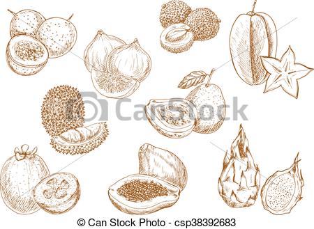 450x329 Sweet And Juicy Exotic Fruits Sketch Icons. Sketched Exotic Lychee - Fruits Sketch Images