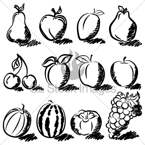 500x500 Temperate Fruits Sketch Drawing Vector Set Gl Stock Images - Fruits Sketch Images