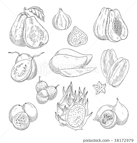 450x468 Vector Exotic Fruits Sketch Isolated Icons - Fruits Sketch Images